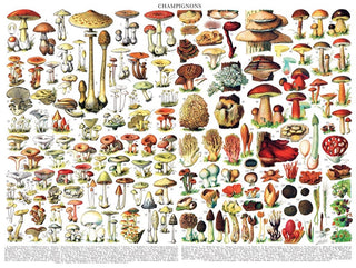 Mushrooms ~ Champignons | 1,000 Piece Jigsaw Puzzle