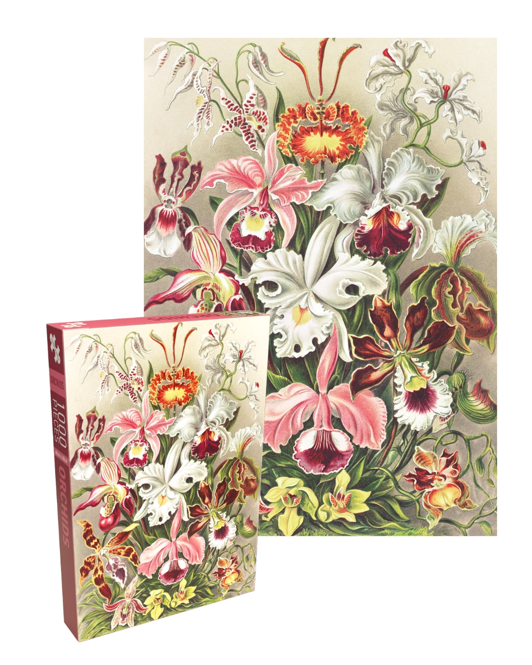 額縁★Orchid John Powell オーキッド ジョン・ポーウェル Orchids by Penny Puzzles | 500 Piece Jigsaw Puzzle – Puzzledly