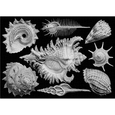 Shells | 1,000 Piece Jigsaw Puzzle
